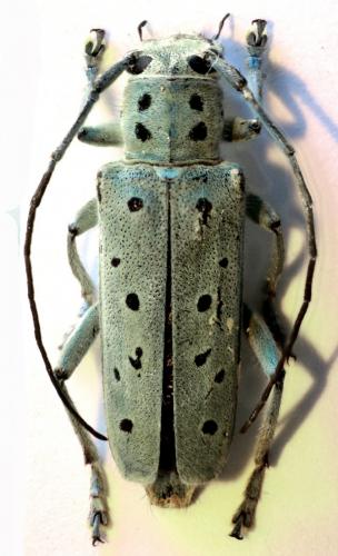 Réf. 82 182 : Saperda punctata