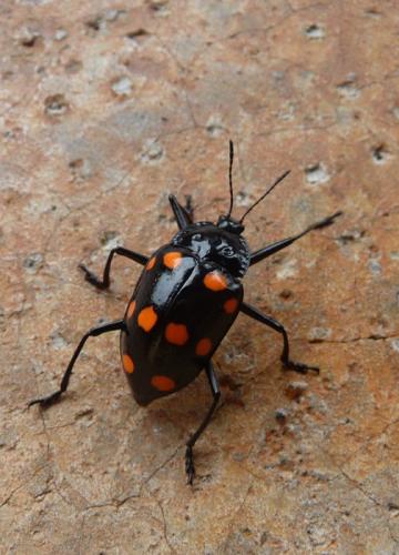 Scaphidomorphus quinquepunctatus