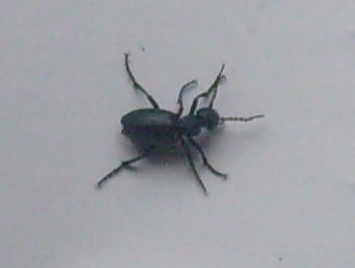 Meloe sp.