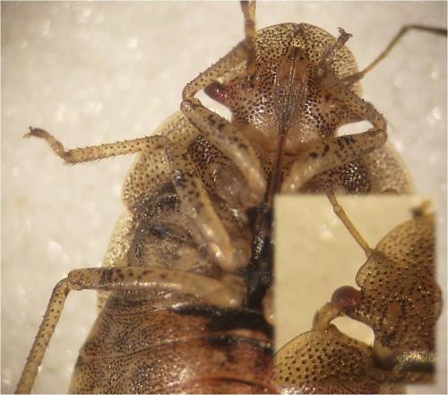 Sciocoris homalonotus