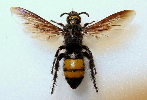 Réf. 82 516 : Scolia galbula