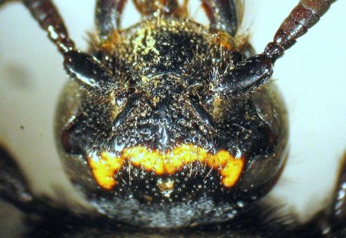 Réf. 82 539 : Scolia galbula