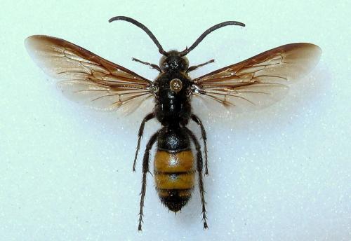Réf. 82 545 : Scolia galbula
