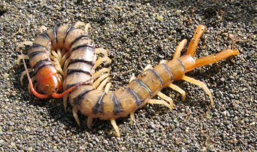 Réf. 82 128 : Scolopendra morsitans