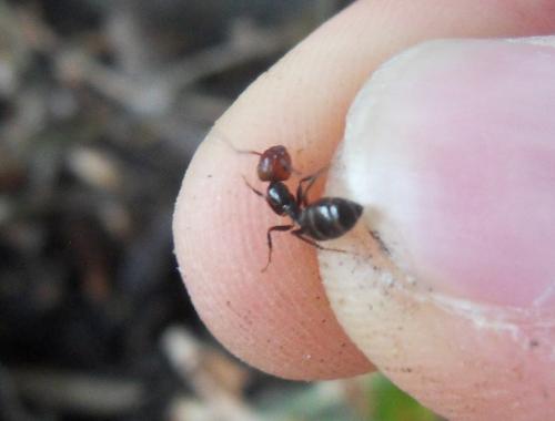 Camponotus sexguttatus