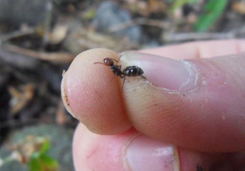 Camponotus sexguttatus