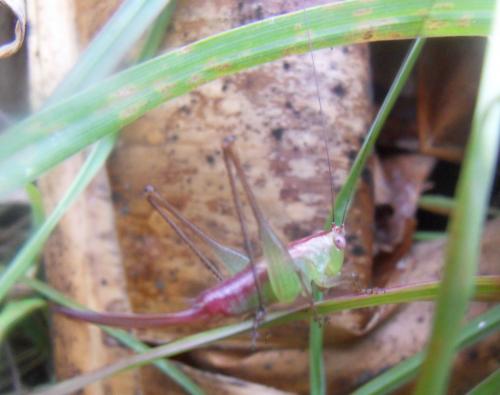Conocephalinae