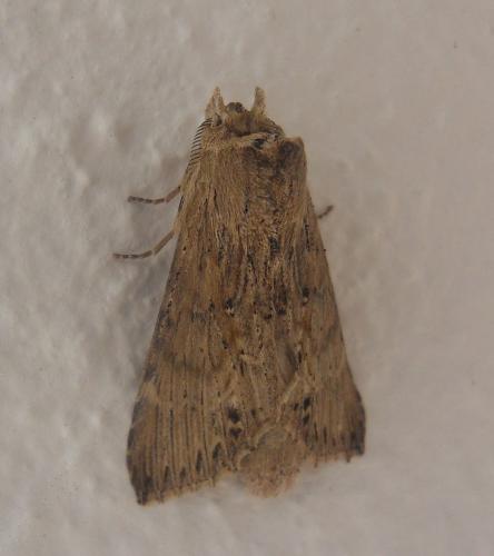 Réf. 82 867 : Dasylophia lucia