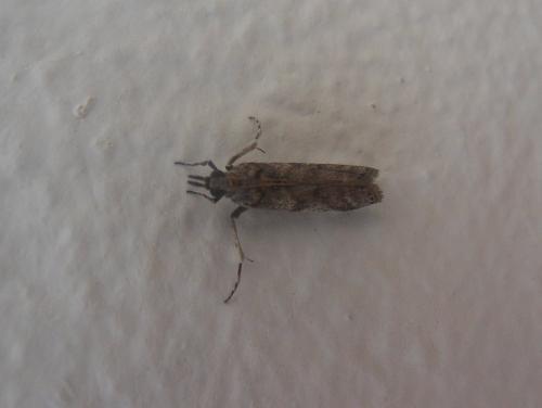 Réf. 82 870 : Phycitinae inconnu