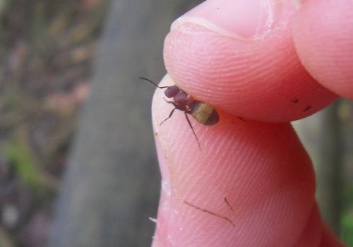 Réf. 82 875 : Camponotus planatus