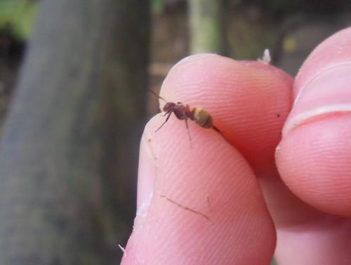 Réf. 82 876 : Camponotus planatus