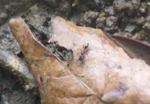 Odontomachus sp.