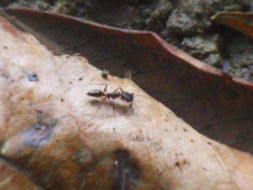 Odontomachus sp.