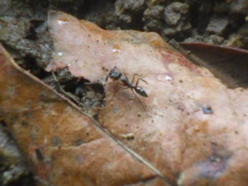 Odontomachus sp.