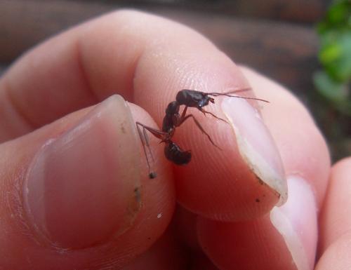 Odontomachus sp.