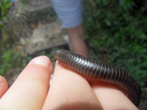 Anadenobolus politus
