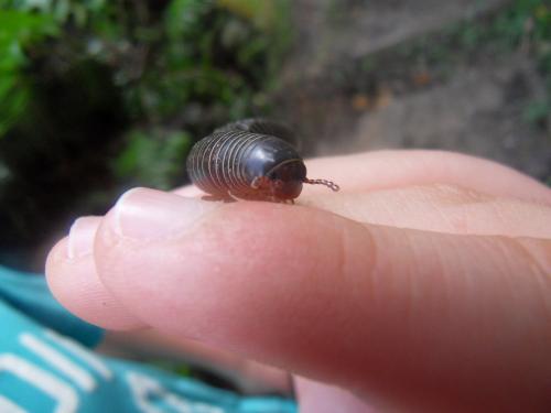Anadenobolus politus