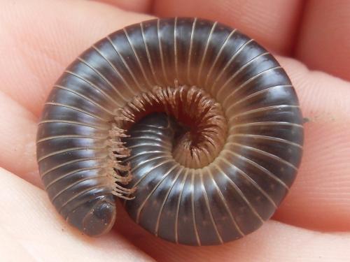 Réf. 82 879 : Anadenobolus politus