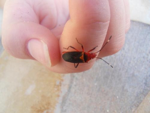 Dysdercus sp.