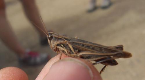 Réf. 82 862 : Orphulella punctata