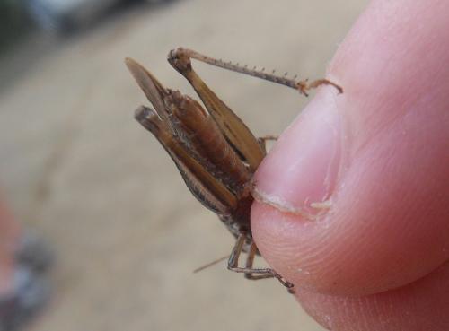 Orphulella punctata