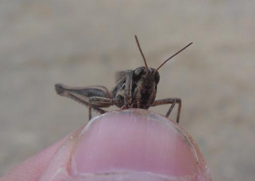 Orphulella punctata