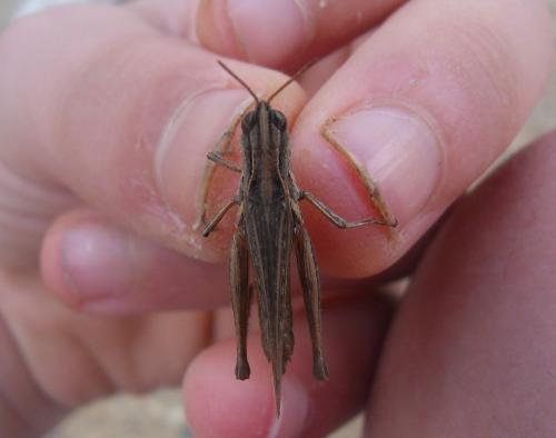 Réf. 82 866 : Orphulella punctata