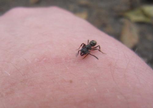Réf. 82 851 : Pachycondyla sp.