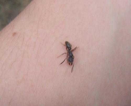 Réf. 82 852 : Pachycondyla sp.