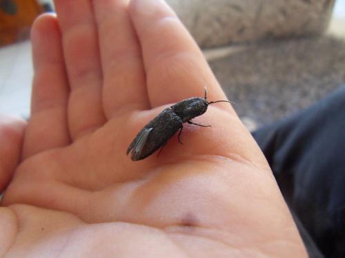 Réf. 82 916 : Lacon punctatus