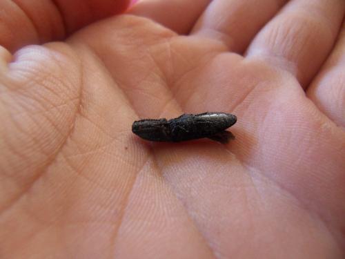 Réf. 82 917 : Lacon punctatus