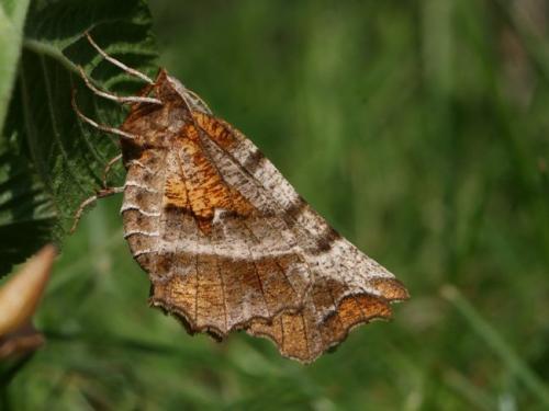 Selenia dentaria