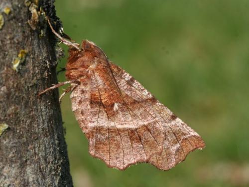 Réf. 82 997 : Selenia dentaria