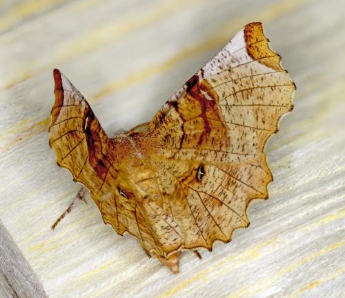 Réf. 82 839 : Selenia lunularia