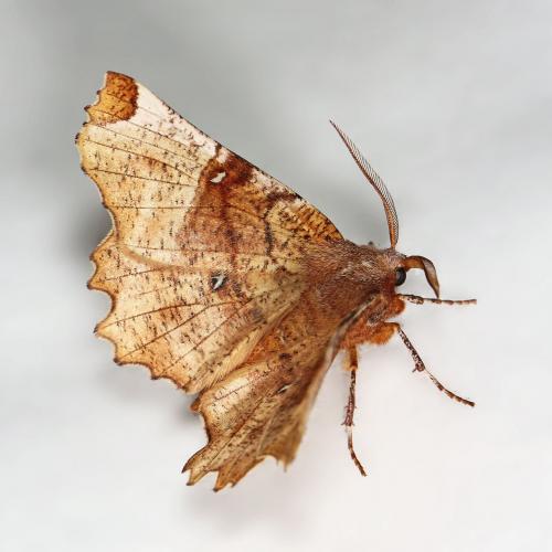 Réf. 82 925 : Selenia lunularia