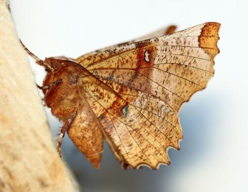 Réf. 82 840 : Selenia lunularia