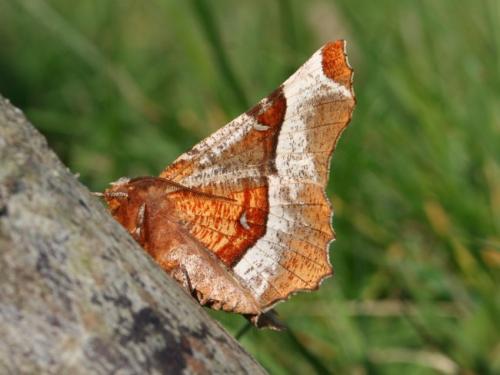 Selenia tetralunaria