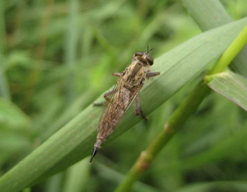 Réf. 82 761 : Tolmerus sp.