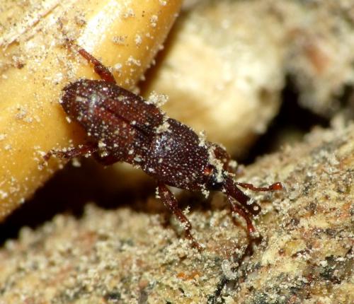 Réf. 82 653 : Sitophilus oryzae