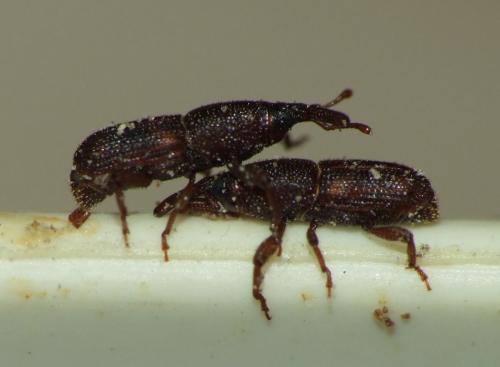 Sitophilus oryzae