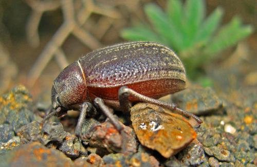 Pimelia lutaria