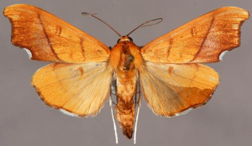 Sparagmia gonoptera