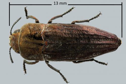 Réf. 82 928 : Sphenoptera barbarica