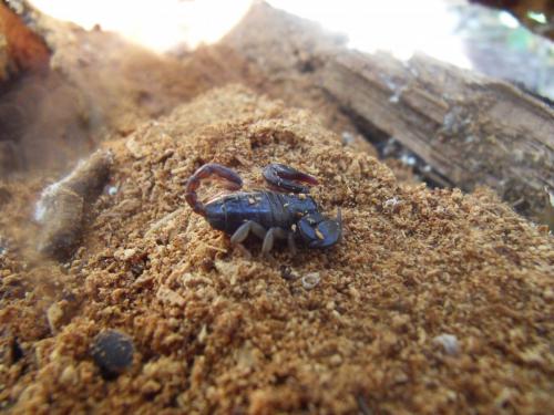 Euscorpius sp.