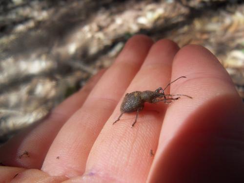 Otiorhynchus sp.