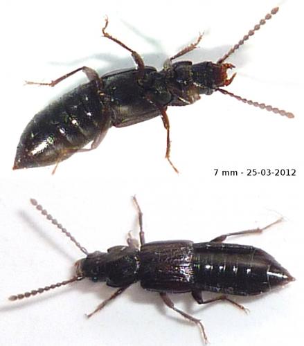Réf. 82 963 : Coprophilus striatulus