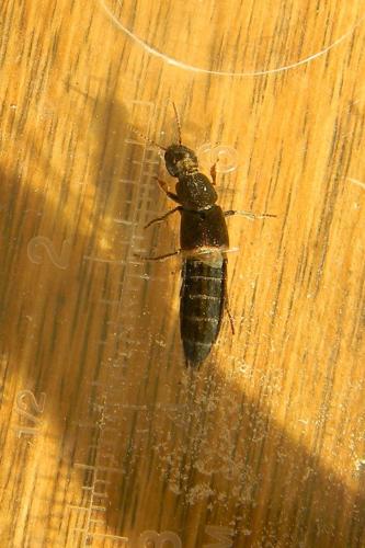 Ocypus sp.