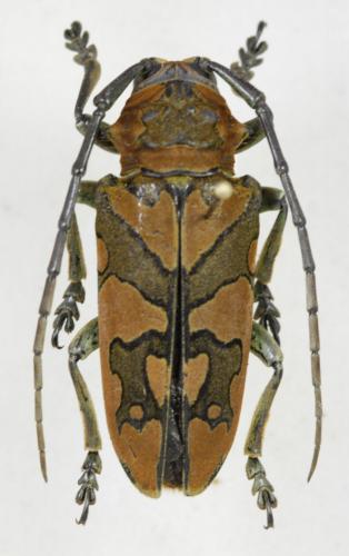 Réf. 82 929 : Freadelpha picta
