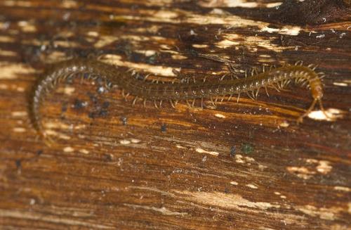 Geophilus carpophagus