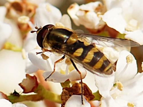 Réf. 82 700 : Syrphus vitripennis